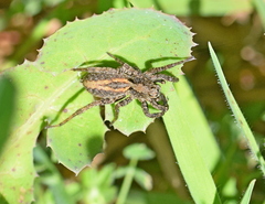 Alopecosa pulverulenta