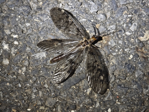 Neochauliodes fraternus