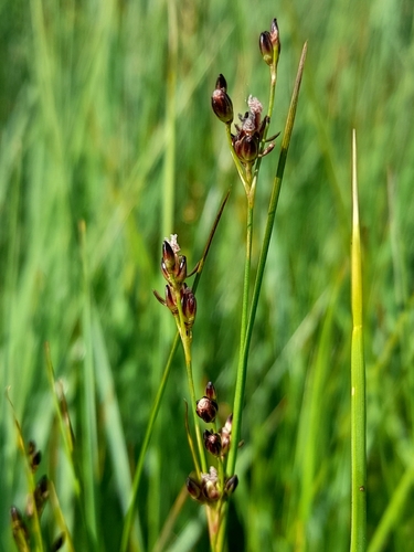 Juncus gerardi, photograph 4
