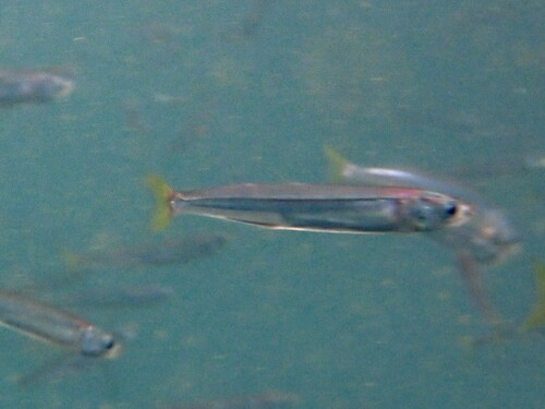 Chilean silverside (Odontesthes regia) — Atherinopsidae