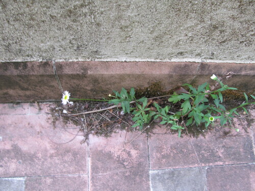 Erigeron karvinskianus