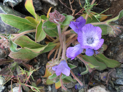 Phacelia divaricata