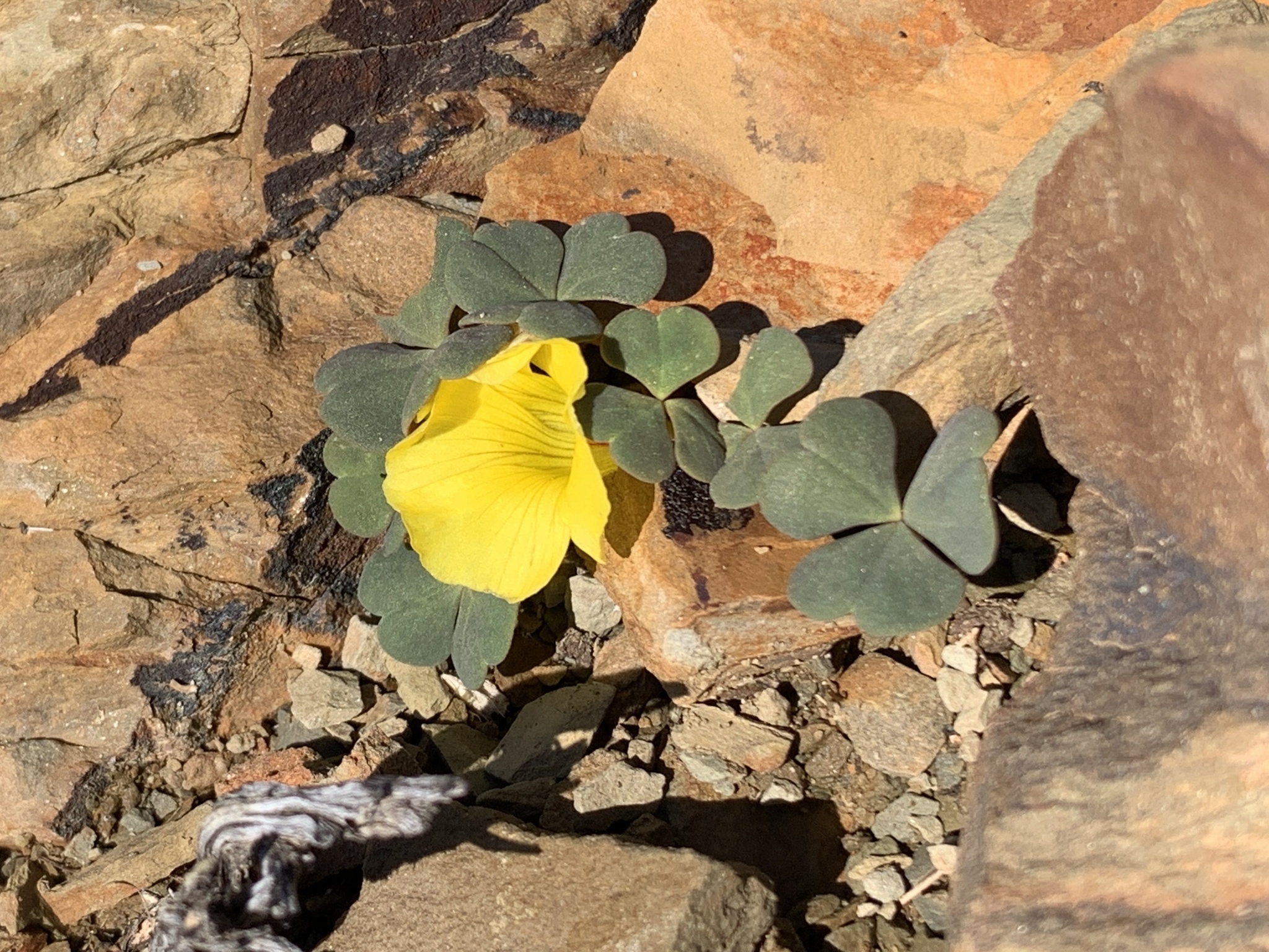 Oxalis grammopetala Sond. 4