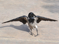 Corvus cornix