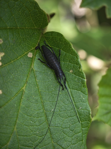 Tegra novaehollandiae