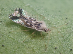 Gargaphia lunulata