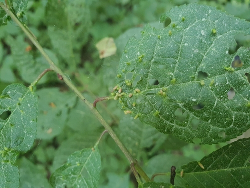 Phyllocoptes eupadi