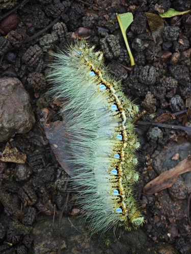Rinaca japonica