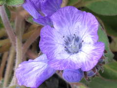 Phacelia divaricata