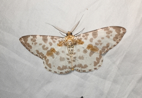 Hypomecis pardaria
