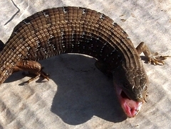 Elgaria multicarinata multicarinata