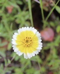 Layia gaillardioides
