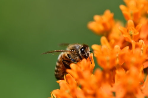 Western Honey Bee photographed in Arkansas