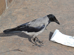 Corvus cornix