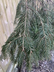 Picea abies