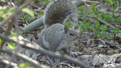 Sciurus carolinensis