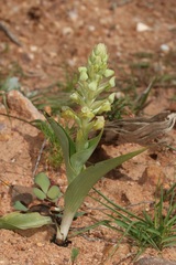 Pterygodium inversum