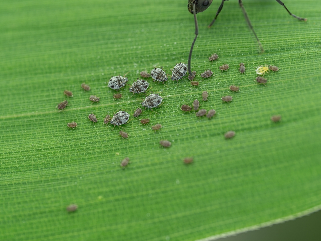 Bamboo aphid