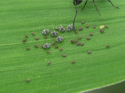 Bamboo aphid