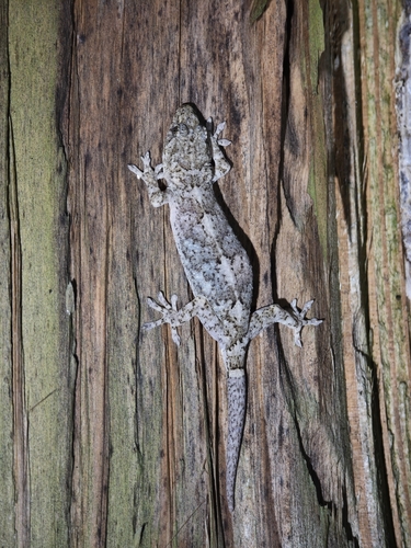 Hokou Gecko