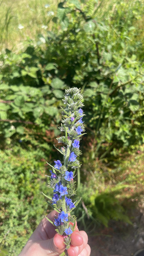 viper's-bugloss