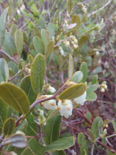 leatherleaf