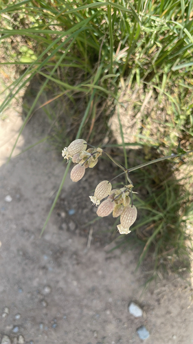 bladder campion