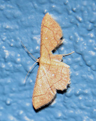 Cyclophora coecaria