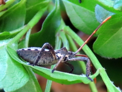 Elasmopoda valga