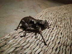 Enyaliopsis transvaalensis
