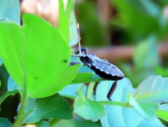 Elasmopoda valga