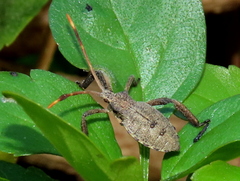 Elasmopoda valga