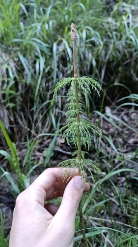 wood horsetail