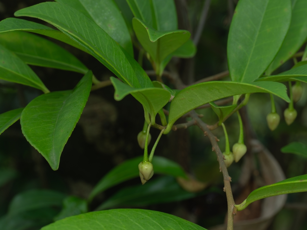 Adinandra millettii; photograph (c) angryphyco, some rights reserved (CC BY)