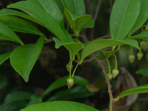 Adinandra millettii observed 2026-05-23