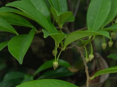 Adinandra millettii