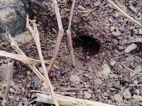 Nodal Desert Ant