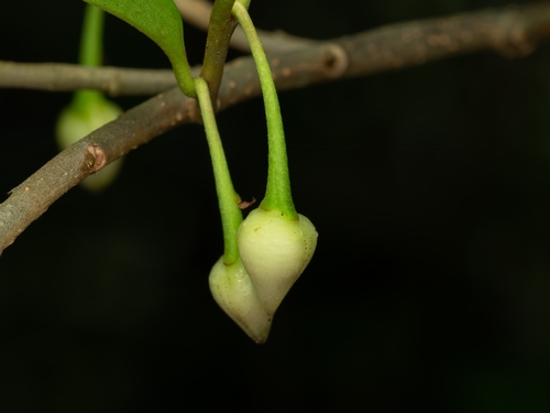 Adinandra millettii, photograph 1