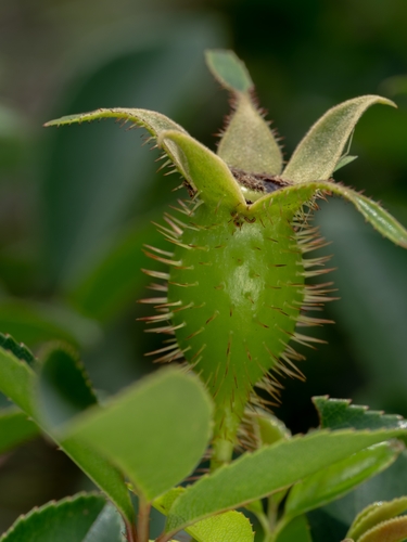 Rosa laevigata, photograph 3
