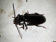 Mallodon dasystomus