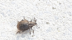 Philopedon plagiatum