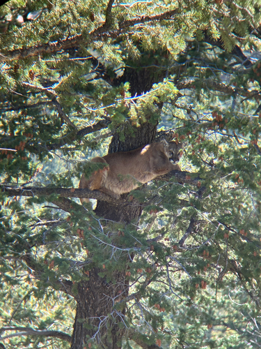 Mountain Lion photographed in Colorado