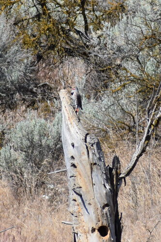 Northern Flicker