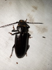 Mallodon dasystomus