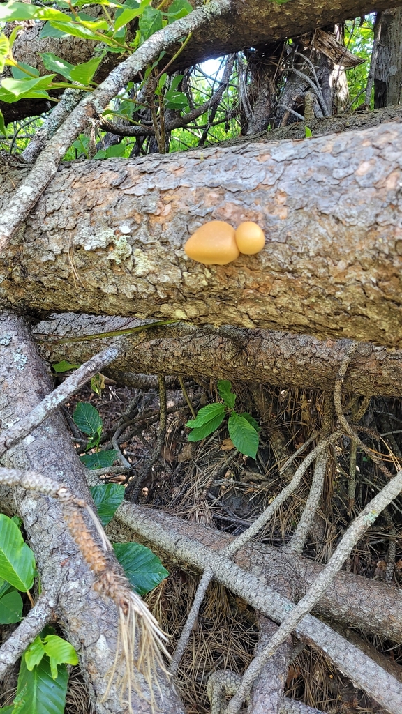 Veiled Polypore · May 2026 · photo: Photo: no rights reserved · iNaturalist
