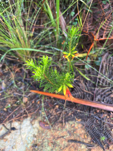 Erica grandiflora, photograph 4