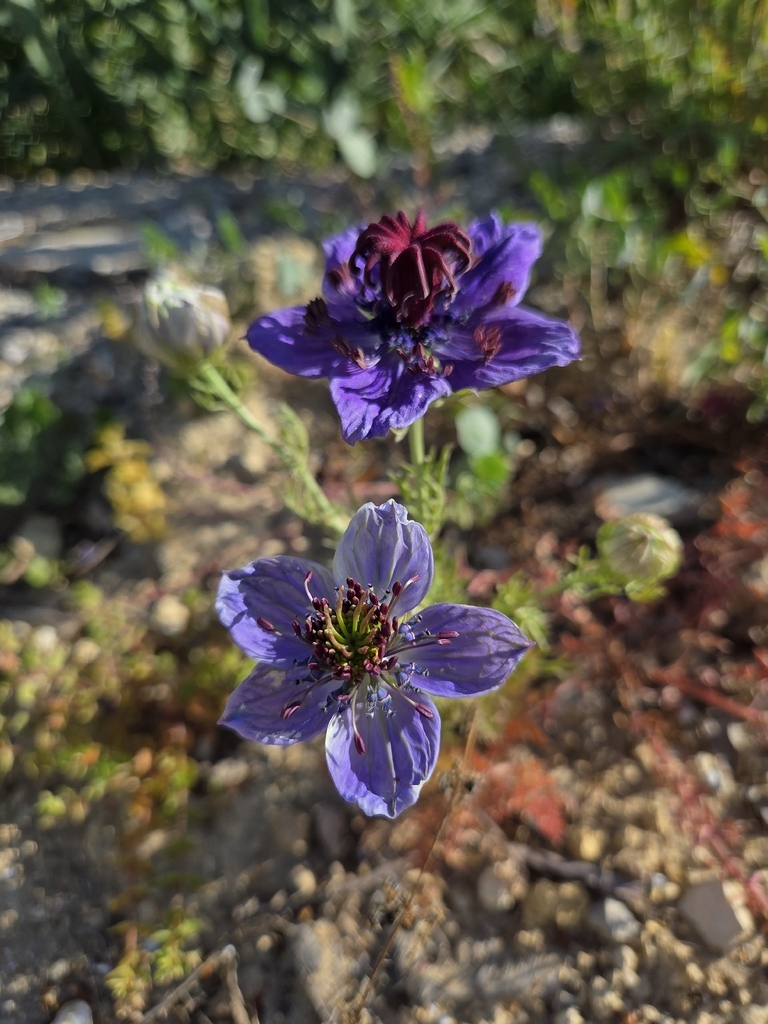 Nigella papillosa; photograph author not stated, no rights reserved
