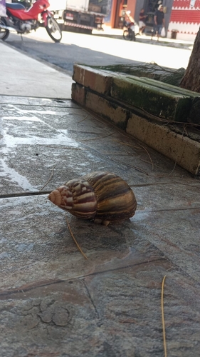 African Giant Snail