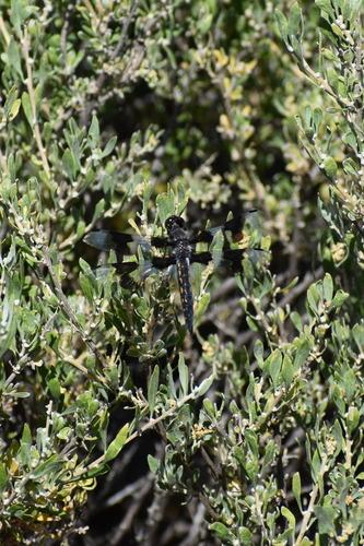 Eight-spotted Skimmer