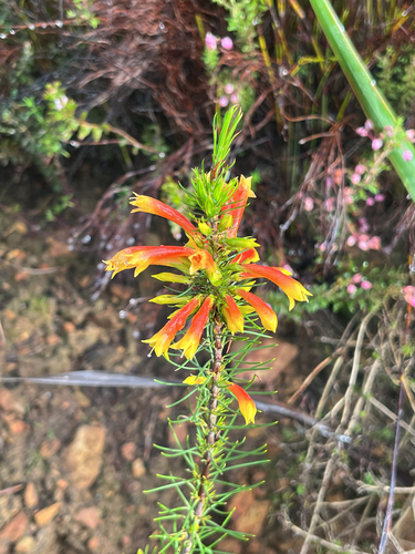 Erica grandiflora, photograph 3